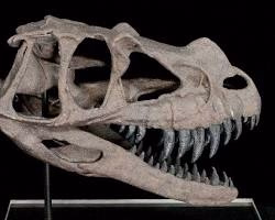 dinosaur head skeleton