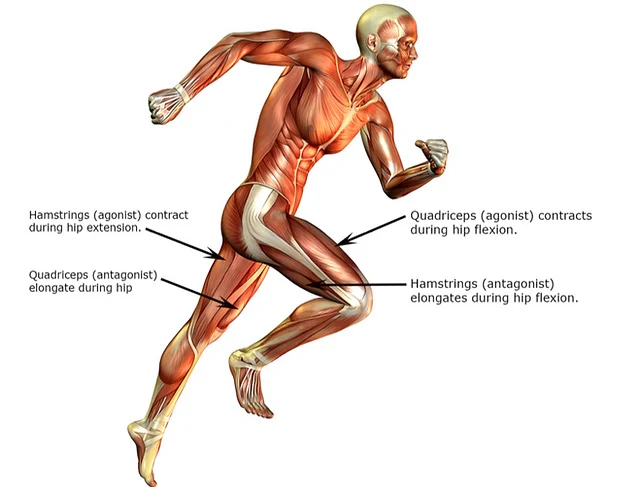 treadmill work Muscle Groups