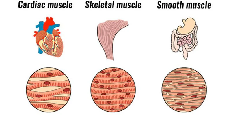 muslce types