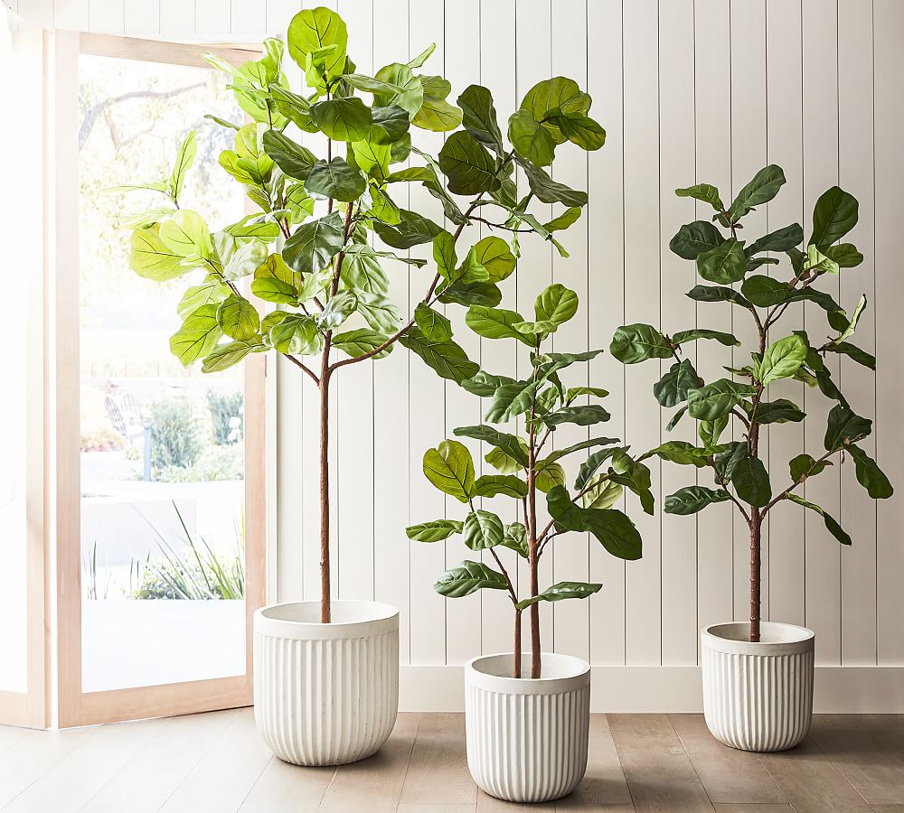 Pottery Barn Faux Fiddle Leaf Fig Trees
