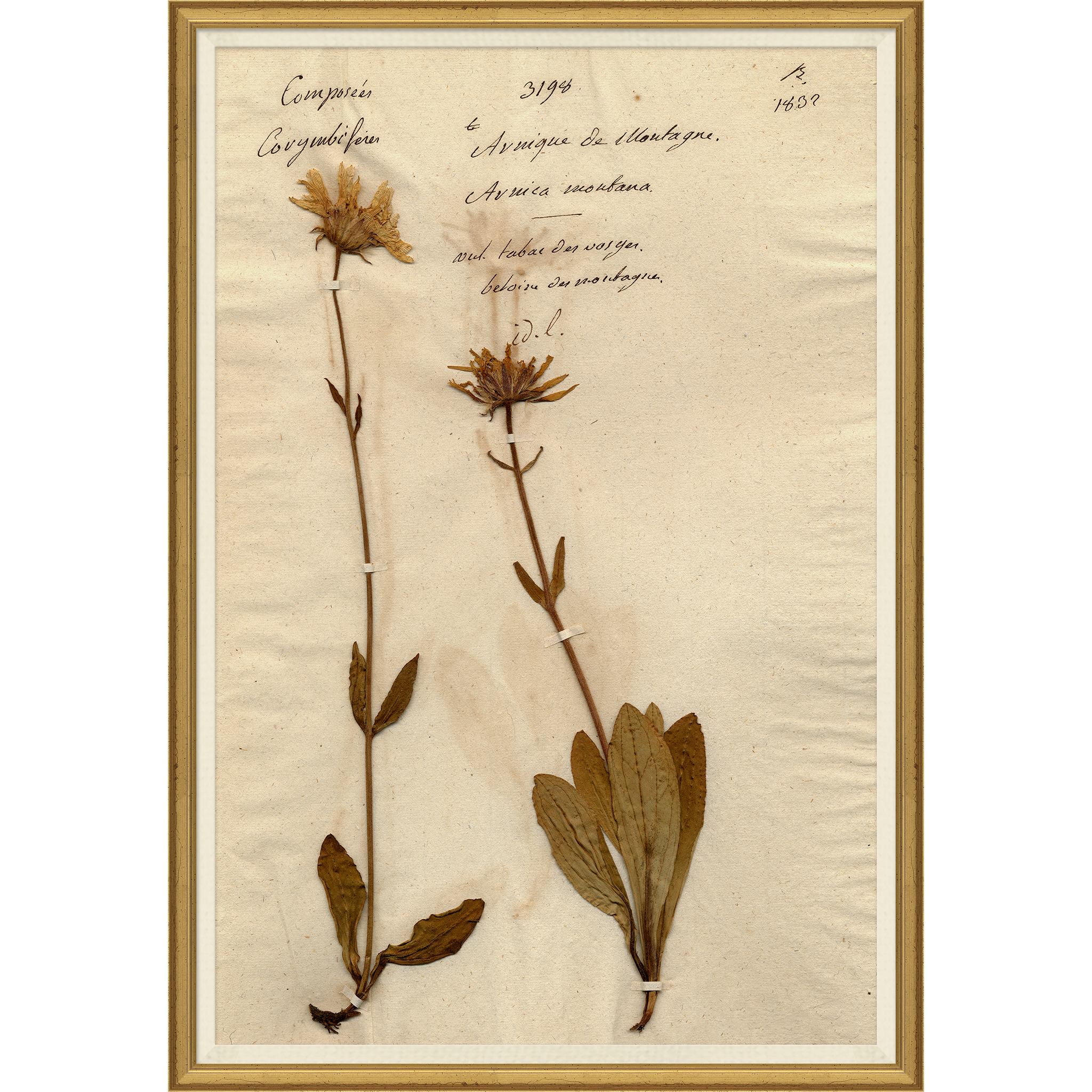 Magnolia Pressed Floral III
