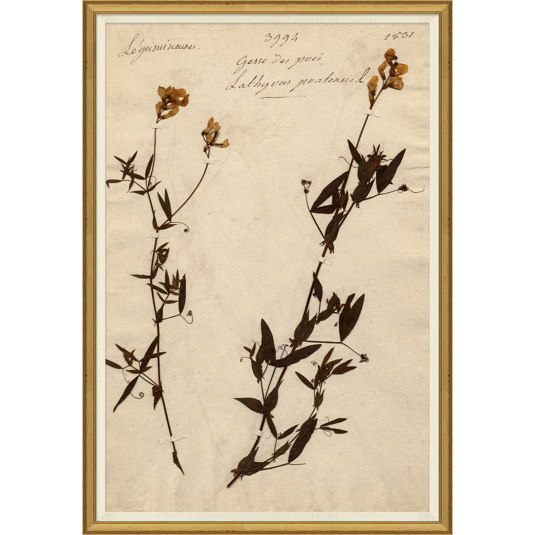 Magnolia Pressed Floral II