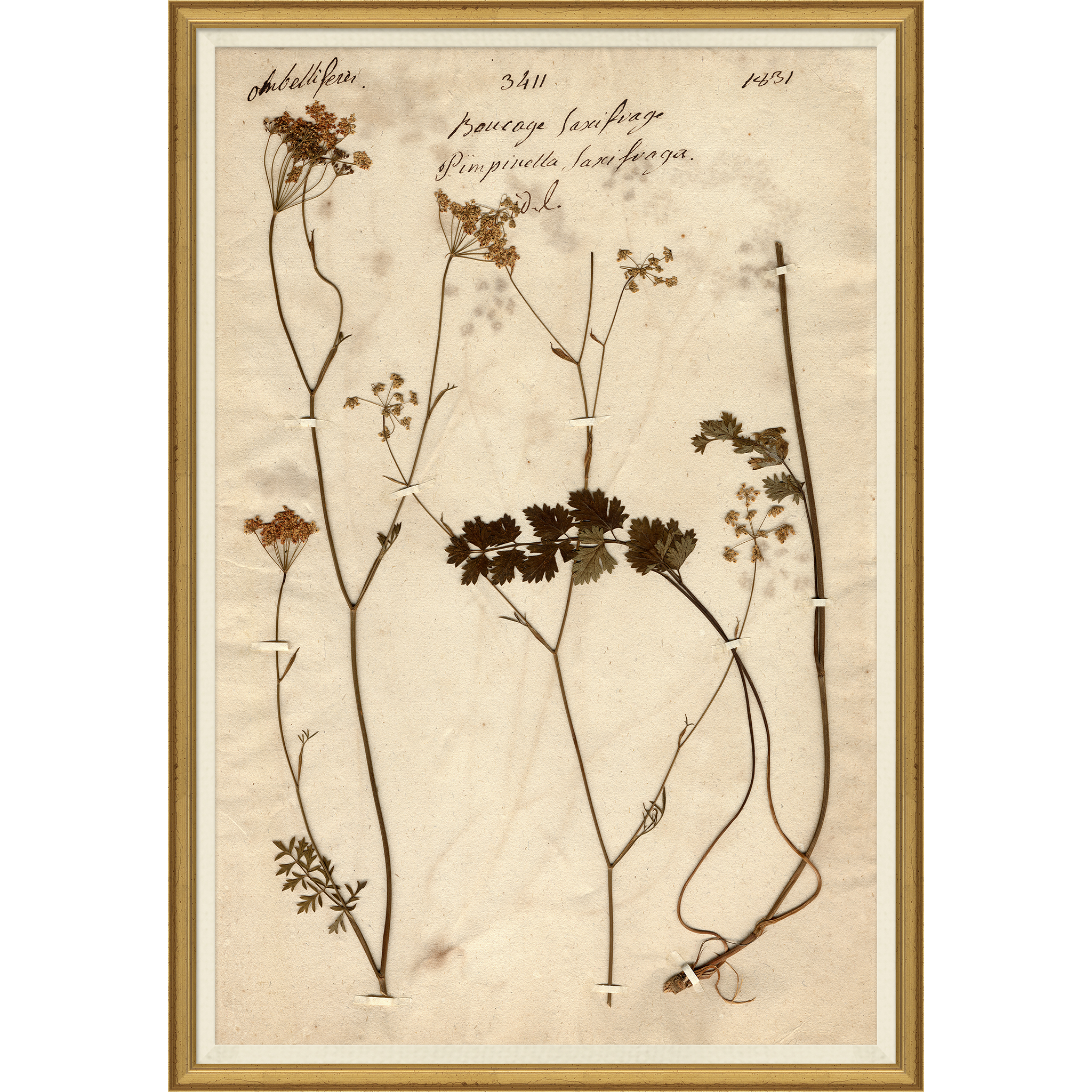 Magnolia Pressed Floral V